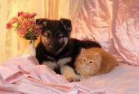 В Красноярске начало работу брачное агентство для собак и кошек